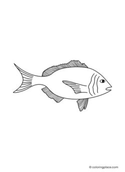 fairy wrasse fish coloring page