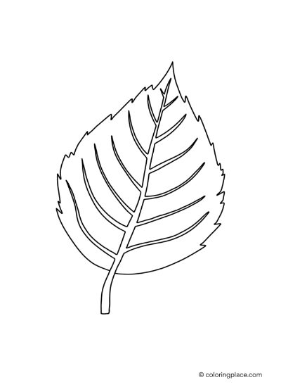 beech leaf coloring page