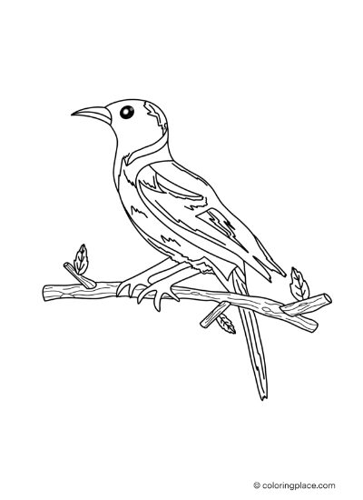 magpie coloring page