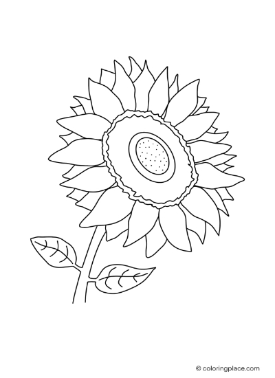 Sonnenblume