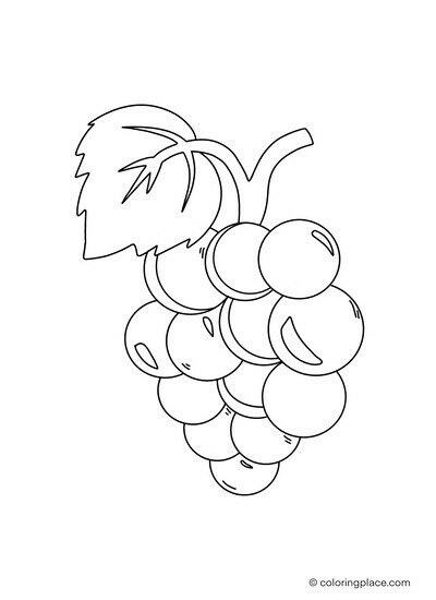 bunch of grapes with leaves attached for drawing