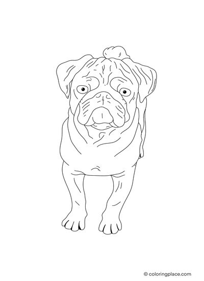 Pug coloring page