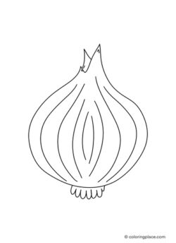 drawing of a whole onion with skin