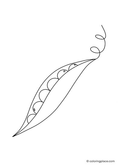 single branch of a sugar snap pea as a coloring sheet