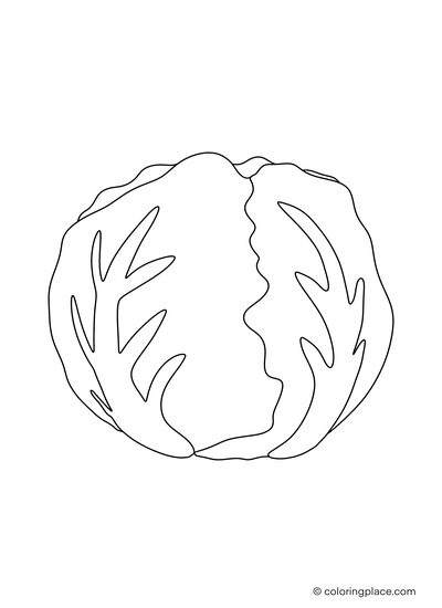 drawing of a whole white cabbage