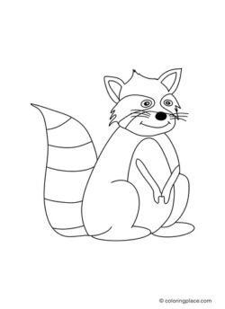 Template of a sitting grown up raccoon