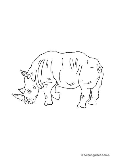 drawing of a eating adult rhino