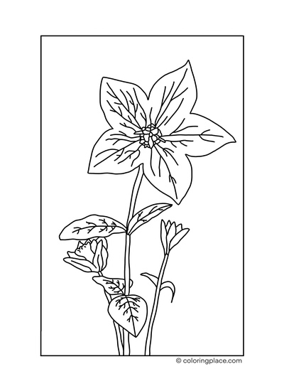 Christmas Roses coloring page
