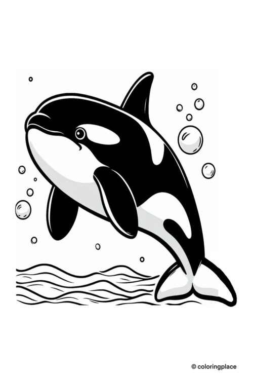 Orca Schwertwal Malvorlage